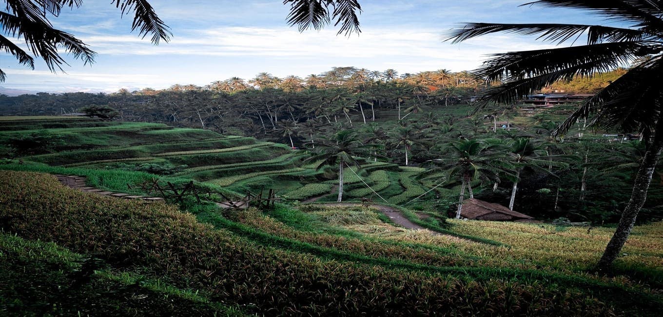 https://api.cabexpresso.com/media/destination_images/UBUD.jpg